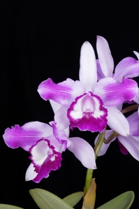 Cattleya intermedia fma. orlata flamea Valentine FCC/AOS 91 pts. Inflor